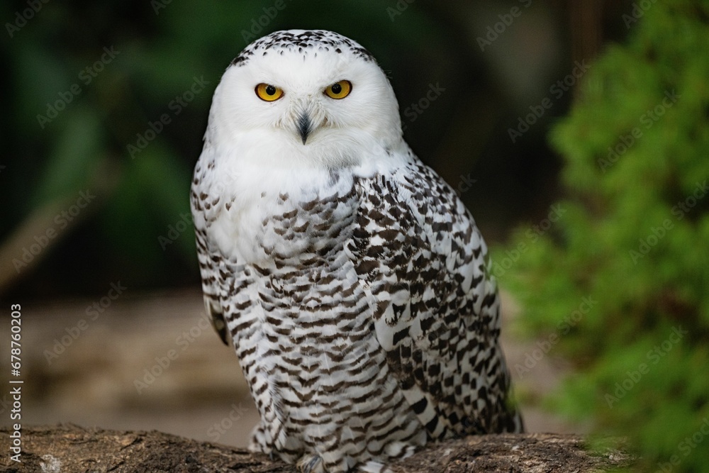 Closeup of a white snowy owl (Bubo scandiacus, Nyctea scandiaca) against blurred background