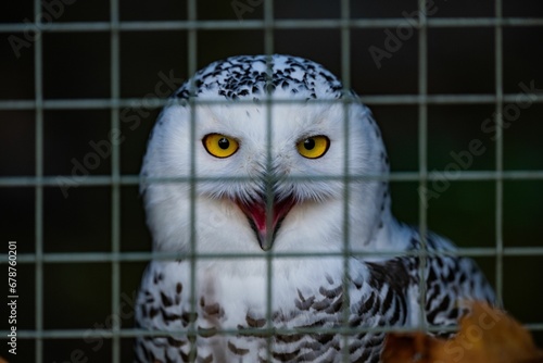 Closeup of a white snowy owl (Bubo scandiacus, Nyctea scandiaca) in a cage photo