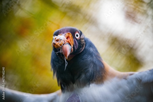 Closeup of the head of a king vulture (Sarcoramphus papa) against blurred background photo