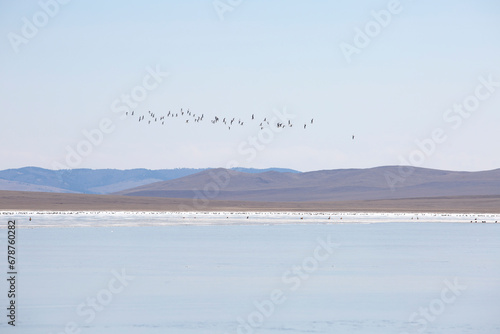 Migratory birds on their way from southern China rest on one of the lakes in Siberia