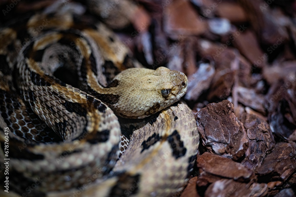 Closeup of a Timber rattlesnake, Crotalus horridus snake captured in a zoo