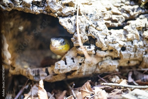 Closeup of a skink peeking out of a cave-like habitat in a zoo