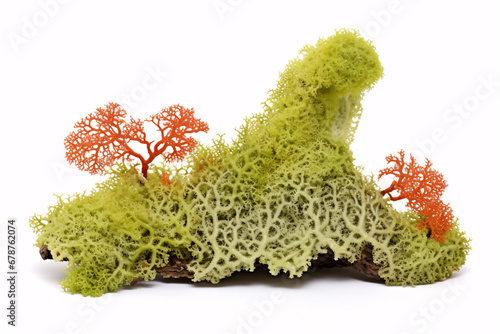 A single specimen of Cladonia boryi, otherwise known as Fishnet Lichen, stands out against a plain white backdrop. photo