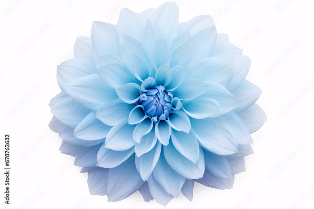 A large, fluffy Dahlia in a light blue hue on a pristine white background, isolated for design purposes.