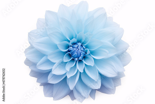 A large, fluffy Dahlia in a light blue hue on a pristine white background, isolated for design purposes. © ckybe