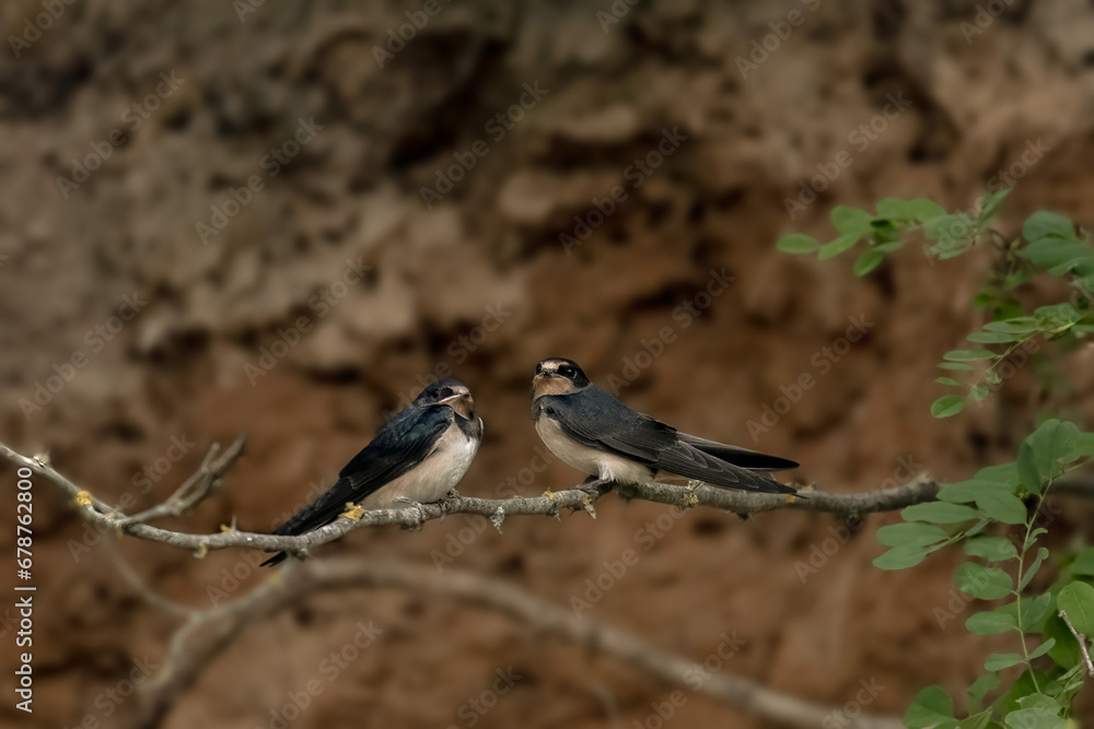 A swallow, Hirundo rustica, is perched on a branch A swallow, Hirundo rustica, is perched on a branch