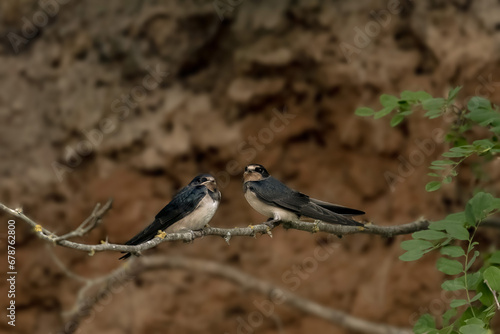 A swallow, Hirundo rustica, is perched on a branch