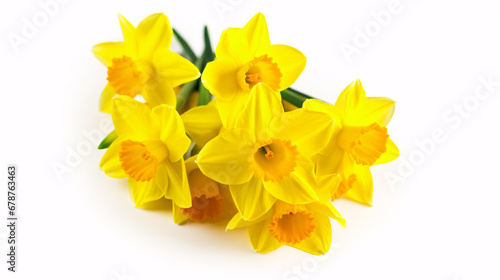 Vibrant daffodils on white, creating a stunning narcissus display.