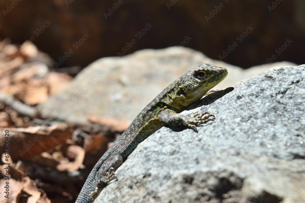 Selective focus of a Mesquite lizard on the sunlit stone with blurred background Selective focus of a Mesquite lizard on the sunlit stone with blurred background