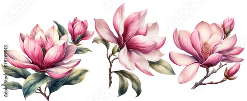 Watercolor illustration of magnolia flowers, for wedding cards, romantic prints, fabrics, textiles and scrapbooking. Generative AI.