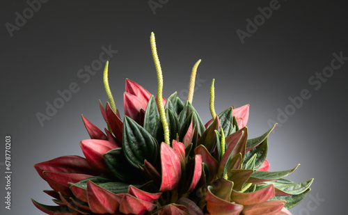 Peperomia Caperata Rosso plant over dark background. Growing plant in a pot close up. Beautiful houseplant, macro shot