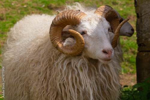 Schafe Schafsbock