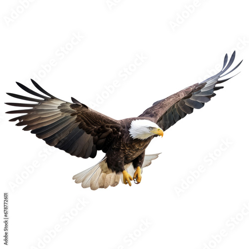 Bald eagle in flight on white background