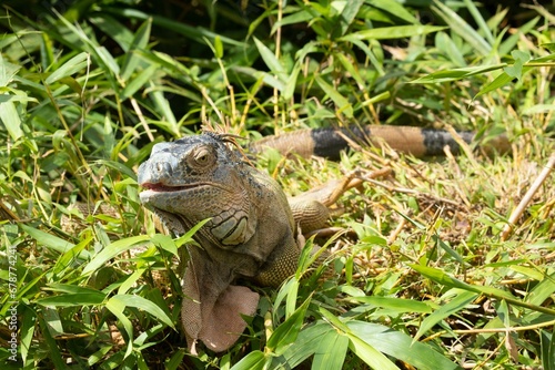 Close-up shot of an iguana in a wild nature