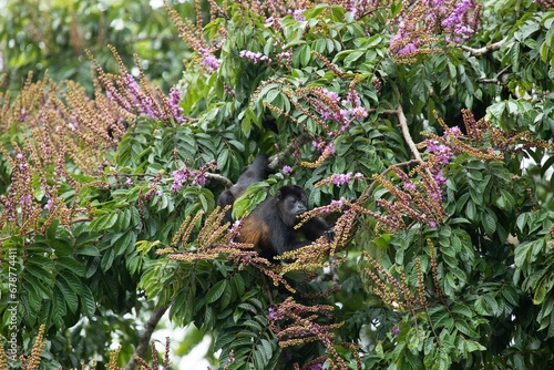 Close-up shot of a black monkey on a floral bush