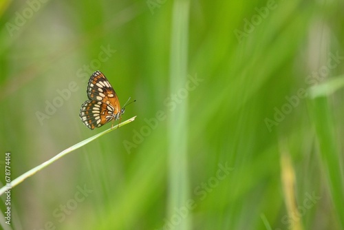 Close-up shot of a Chlosyne theona on a stem with a blurred background photo