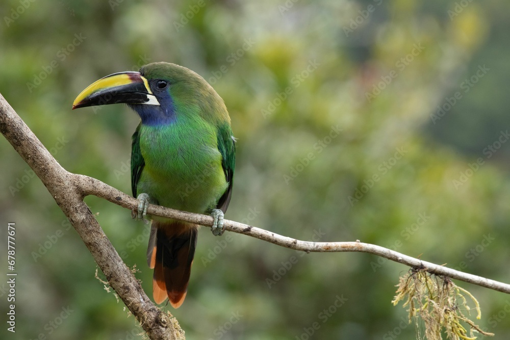 Closeup of an Emerald Toucanette perched on a tree branch Closeup of an Emerald Toucanette perched on a tree branch