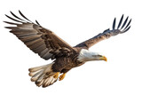 Bald eagle in flight on transparent background,generative ai
