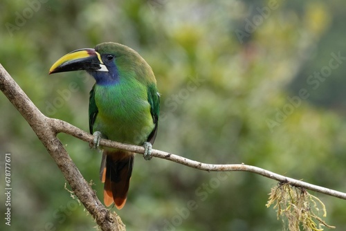 Closeup of an Emerald Toucanette perched on a tree branch © Wirestock