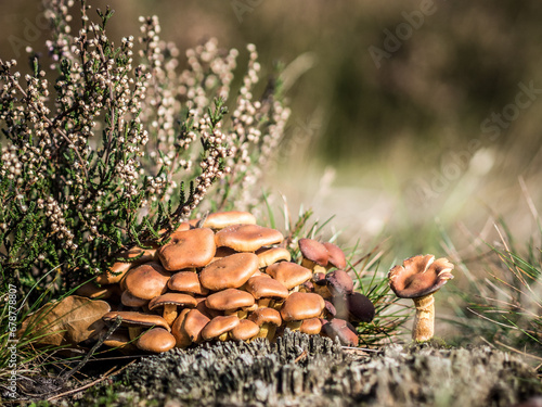 Pilze in freier Natur