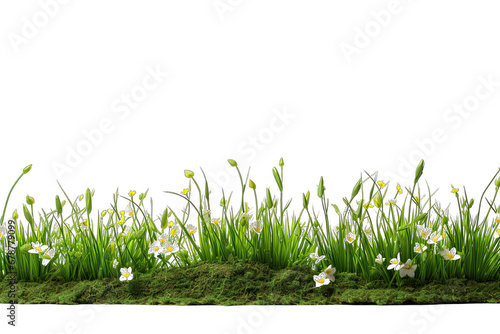Fresh Green Grass With Small Flowers On Transparent Background