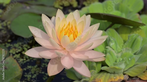 Beautiful Water Lily in the park. photo