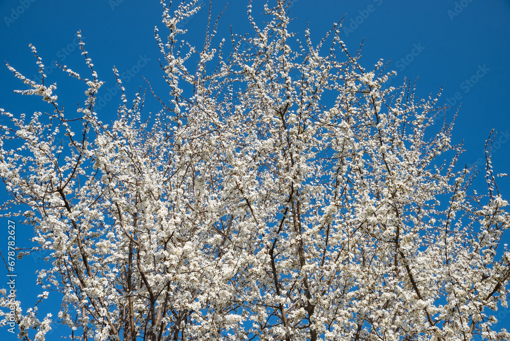 white blooming mirabelle tree and blue sky