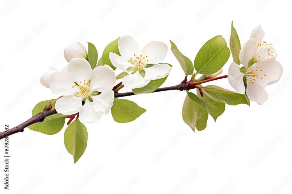 Obraz premium Tropical spring of Branches colorful blooming flowers elements isolated on transparent png background, bouquets greeting or wedding card decoration design.