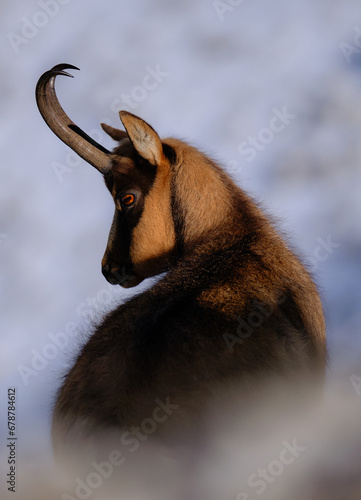 Chamois of the apennines centra