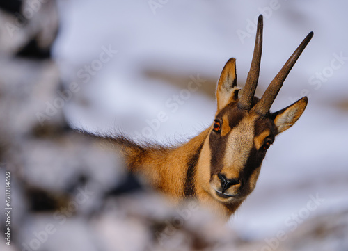 Foto Chamois of the apennines centra
