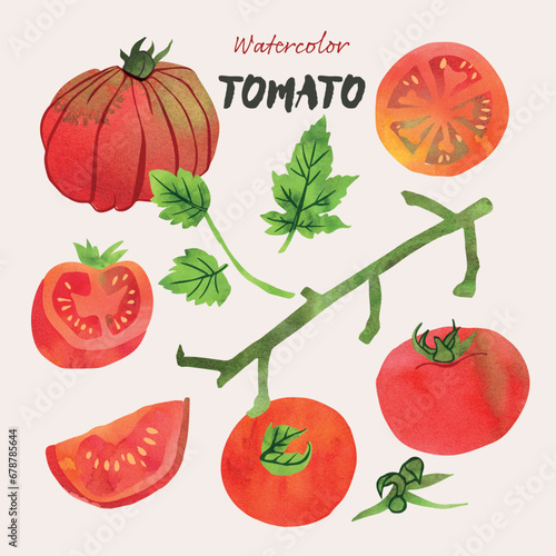 Tomato and leaves watercolor illustration set. Painterly watercolor texture and ink drawing elements. Hand drawn and hand painted. Vector