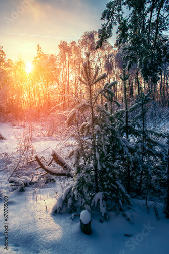 Majestic winter landscape. Frosty pine tree under sunlight at sunset. christmas holiday concept  unusual wonderful landscape.