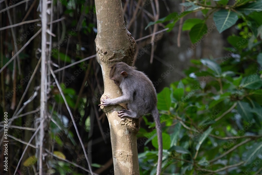 Baby monkey climbing the green tree in the jungle Baby monkey climbing the green tree in the jungle
