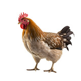 Chicken hen animal isolated background