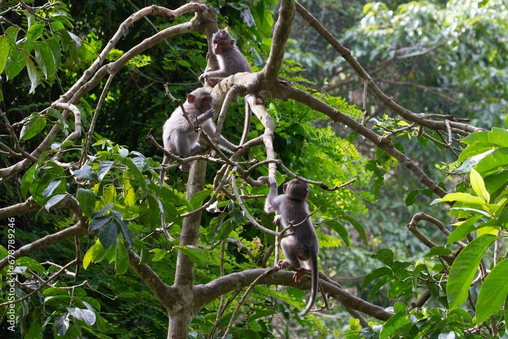 Fototapeta premium Closeup shot of a family of monkeys climbing on a tree in their habitat on a sunny day