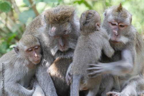 Closeup shot of a family of monkeys in their habitat on a sunny day © Wirestock