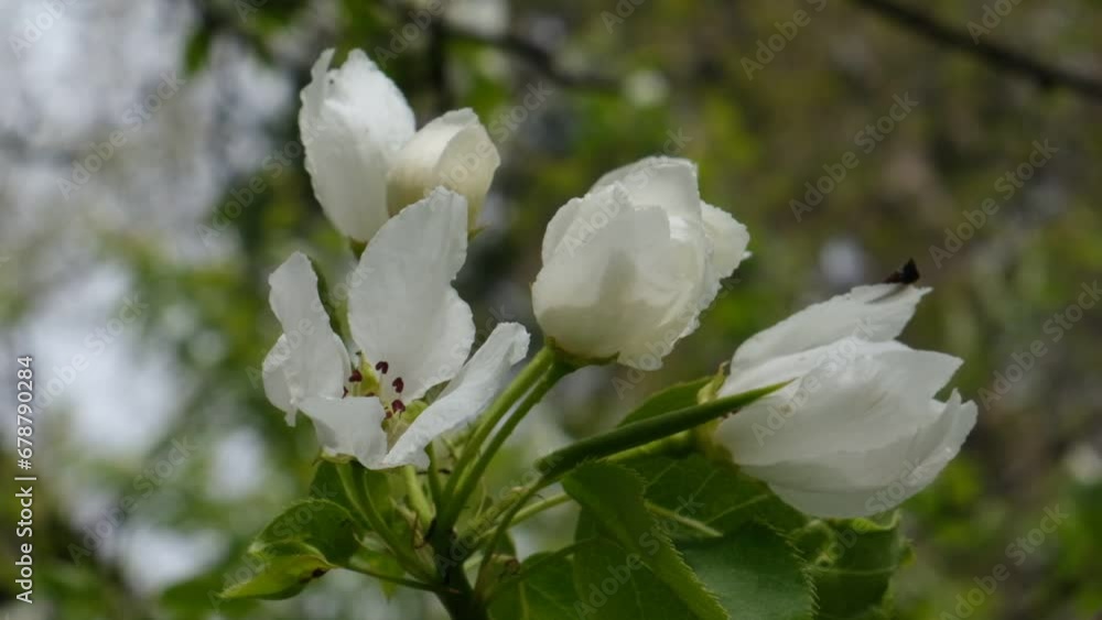 Young spring leaves and flowers. Blossoms apple tree. Bright blue sky, Spring background. Freshness. Young spring leaves and flowers. Blossoms apple tree. Bright blue sky, Spring background. Freshness.