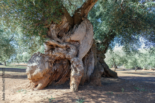 Centuries-old olive tree trunk, Puglia, Italy