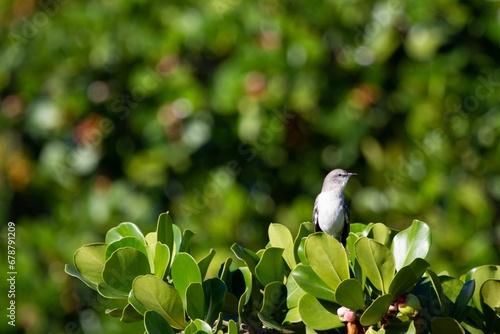 Beautiful Polyphonic Mockingbird perched on a branch of a tree surrounded by lush green foliage photo