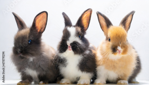 three colored new born rabbit standing and looking at the top studio shot isolated on white background