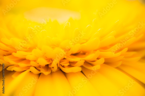 yellow flower background