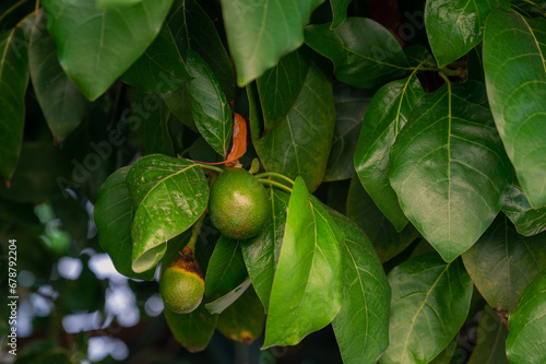 Avocado fruits on a Avocado...