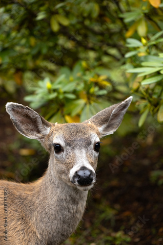 A young blacktail buck with cute, tiny antlers, looking into camera, close up.