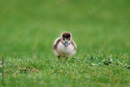 Selective focus shot of an adorable fluffy duckling walking on a grassy field