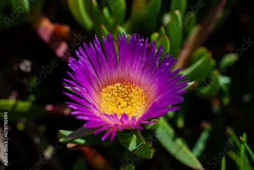 flor morada 