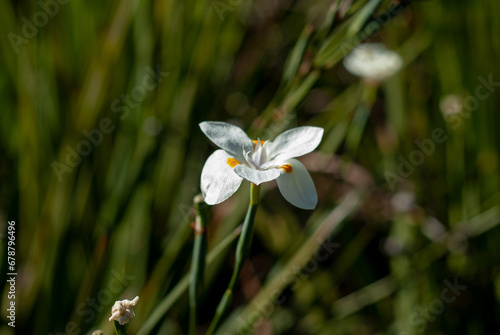 flor blanca