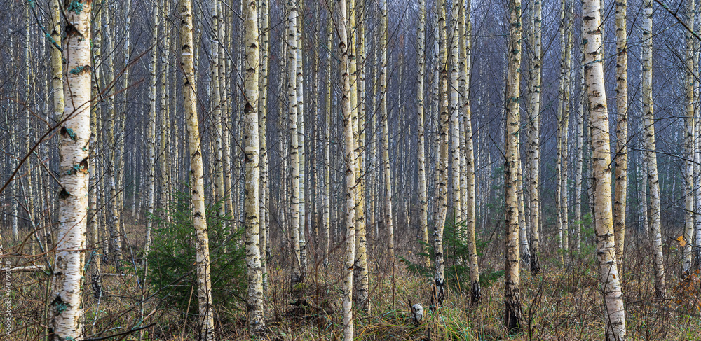 Birch background. Young birches forest Birch background. Young birches forest
