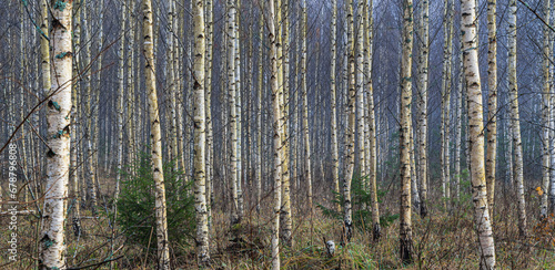 Birch background. Young birches forest