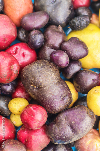 organic potatoes of different colors and sizes close-up selective focus  potato harvest