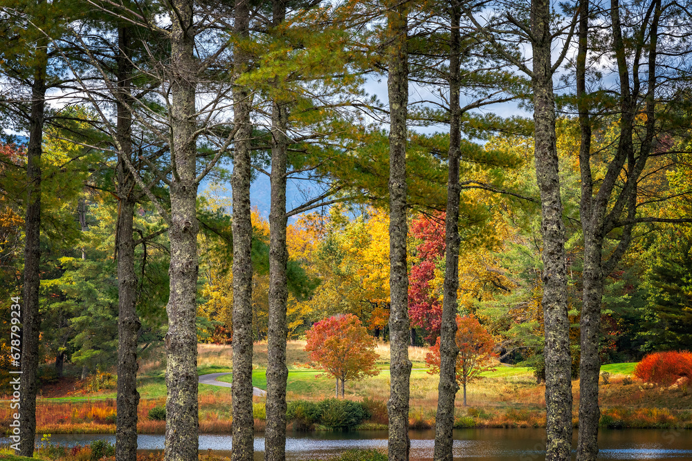 Colorful Autumn Woodlands Through Tall Pine Trees